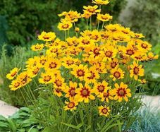 (C) Baby Gold Coreopsis seeds Perennial 1g (446463)