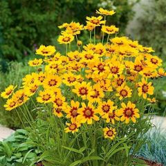 (C) Baby Gold Coreopsis seeds Perennial 1g (446463)