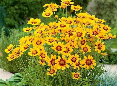 (C) Baby Gold Coreopsis seeds Perennial 1g (446463)