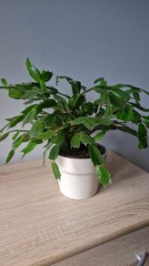 plant