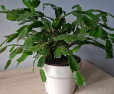 plant