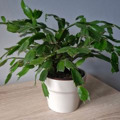 plant