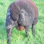 Dutch Spotted Hoggett Rams Image 3