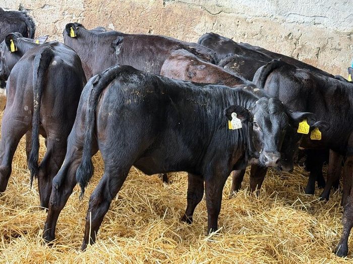 31 Properly Well Fed Calves