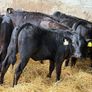 31 Properly Well Fed Calves Image 4