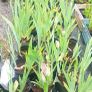 plant Image 4