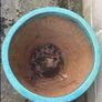 Large/Medium Glazed Earthenware Egg Flower Pot- 2 available Image 5