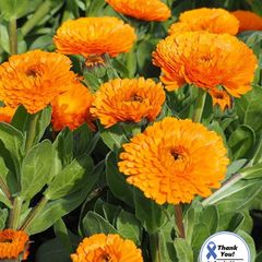 (C) Pot Marigold Seeds Orange Beauty 2g  Annual (446562)