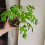 Rhaphidophora Tetrasperma (Mini Monstera) Plant Image 6
