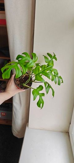 Rhaphidophora Tetrasperma (Mini Monstera) Plant