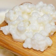 milk kefir grains