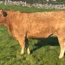 In Calf Heifers Oct 31st Ballinasloe Mart Image 4