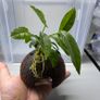 Coconut with Two Anubias Plants Image 5