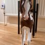 horse Image 3