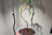 Tamarind plant