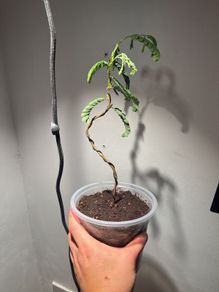 Tamarind plant