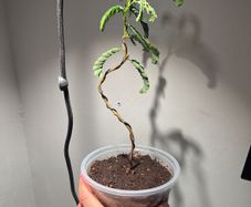 Tamarind plant