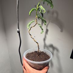 Tamarind plant