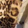 Tuzzi faux fur short cropped jacket Image 4