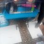 cage hamster ginnie pig Image 3