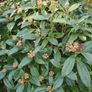 Flowering Shrubs, Two Euros Image 5