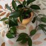 Hoya carnosa plant Image 5