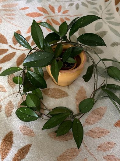 Hoya carnosa plant