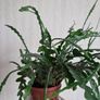 Epiphhyllum anguliger plant zigzag cactus Image 6