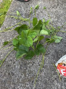 Strawberry runner plants