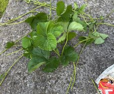 Strawberry runner plants