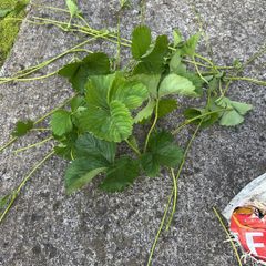 Strawberry runner plants