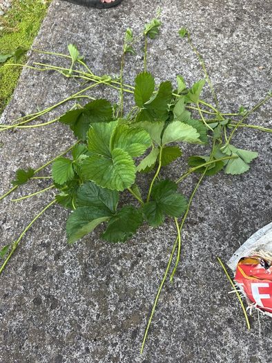 Strawberry runner plants