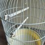 Small parrot/budgie cage Image 5