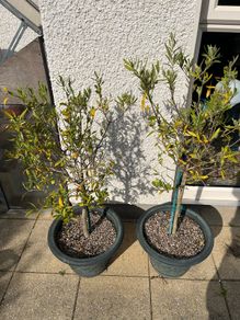 Olive Trees x 2
