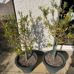 Olive Trees x 2
