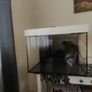 Fishtank Image 4