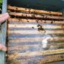 Bee family 240 each!!! and beehive national 2 floor for 200. Image 3