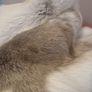 Genuine Reindeer Hide rug Image 5