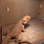 Bearded Dragon & Enclosure Adoption Image 4
