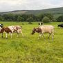 Shorthorn cows Image 3