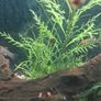 ramshorn snails Image 3