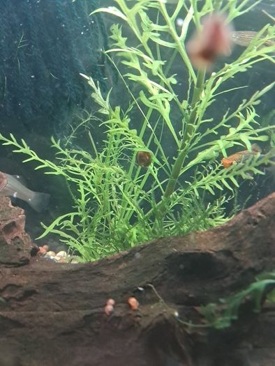 ramshorn snails