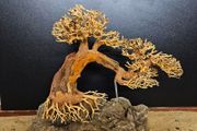 Bonsai Tree Winding Style Large