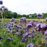 Lacy phacelia seeds 1Kg Image 3