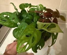 indoor plant Monstera Adansonii cuttings