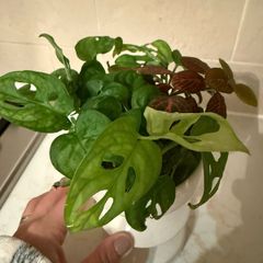 indoor plant Monstera Adansonii cuttings
