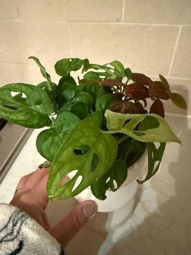 indoor plant Monstera Adansonii cuttings