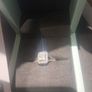 Engagement Ring Brand New Stunning Absolutely No Offers Image 6