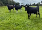 10 February calving Xbred heifers
