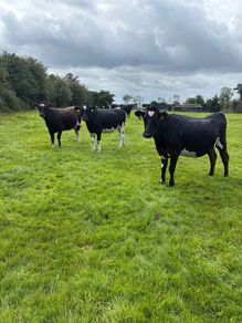 10 February calving Xbred heifers